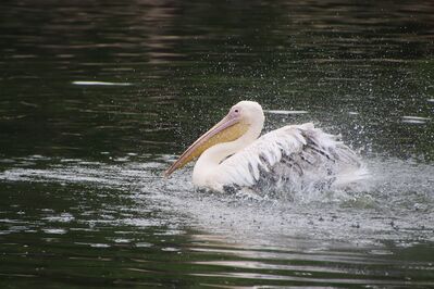 Keywords: pelican,bird,splash