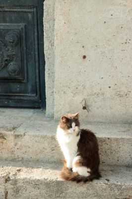 Keywords: cat,outside,door