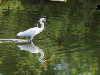 Keywords: egret,white bird,water,reflection,water relfection