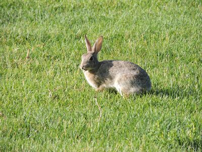 Keywords: animal,rabbit,bunny