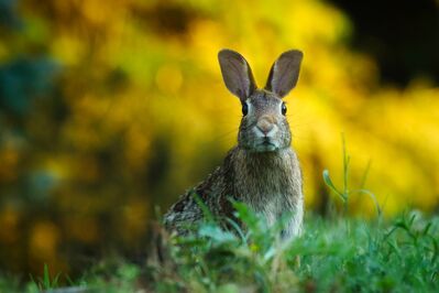 Keywords: animal,rabbit,bunny