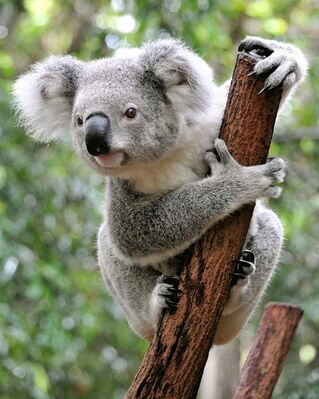 Keywords: Drawing and painting a koala