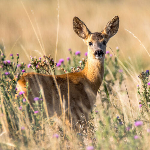 Keywords: deer,animal,grass,doe,ears,field,alert,painting a deer with its head up