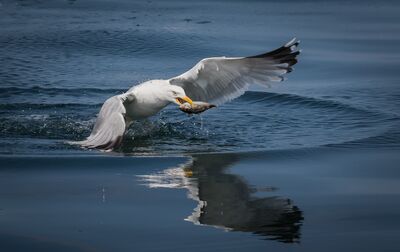 Keywords: seagull,flying,fishing