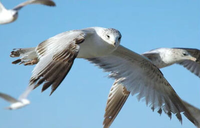 Keywords: painting a seagull using masking fluid,bird,flying bird