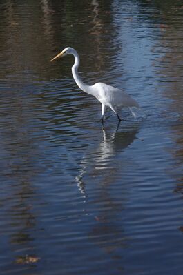 Keywords: crane,blue,heron,water,reflection