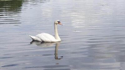 Keywords: swan