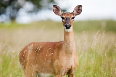 Keywords: doe deer,grass,alert