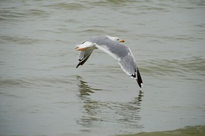 Keywords: gull,seagull,solitary bird,ocean,flying,Watercolor of a seagull with reflection - 31:32