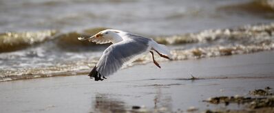 Keywords: beach,bird,flying gull,seagull,on the wing