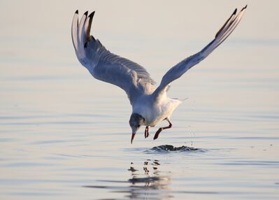 Keywords: bird,bird on water,fishing,bird fishing,looking for food,catching a fish