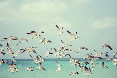 Keywords: gulls,seagulls,gull,seagull,flock,ocean,flying,Relaxing Watercolor Painting - Beach with Seagulls