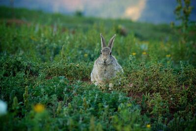 Keywords: bunny,rabbit,animal