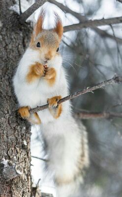 Keywords: squirrel,white squirrel,squirrel eating,tree,Live Lesson - How to Paint Animal Fur Edges in Watercolor