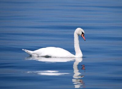 Keywords: swan,white swan,water,bird,blue water,profile of swan,painting of a swan on blue water,Oil painting of a swan - 47:02