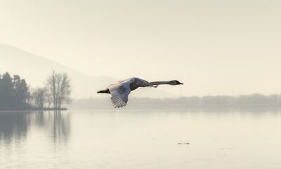 Keywords: swan,flight,water