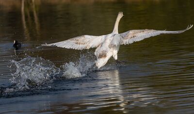 Keywords: brid,taking off