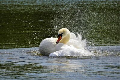 Keywords: sean,Watercolor painting of a swan - 51:53