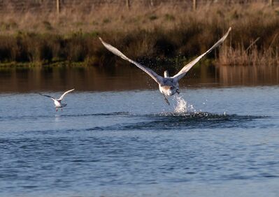 Keywords: brid,taking off