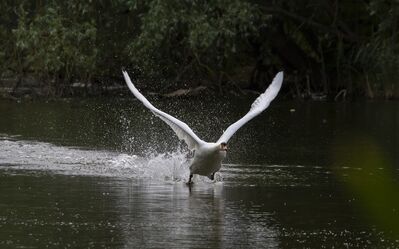 Keywords: brid,taking off