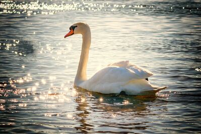 Keywords: swan,lake,swan lake,sparkling water,sunlight on water,Acrylic Painting of a Swan