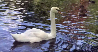 Keywords: painting a swan and ripples on the water