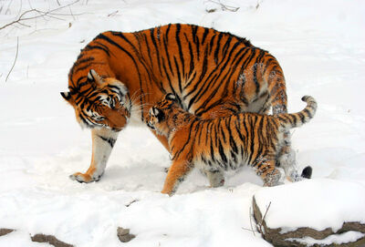 Keywords: fur,cat,animal,tigers