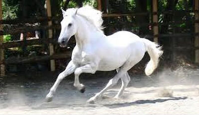 Keywords: negative painting of a white horse