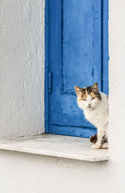 white cat blue window
