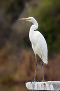 Egret-standing_28Yong_Chen_s_conflicted_copy_2015-06-1929.jpg