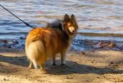 Shetland_Sheepdog.jpg