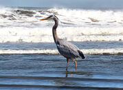 beach_heron_sandi4.jpg