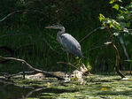 bird_closeup~0.jpg