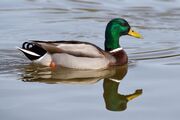 duck-3350940_1920.jpg