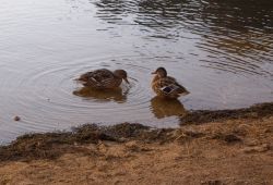ducks-lily-lake.jpg
