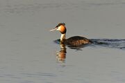 great-crested-grebe-4096919_1920.jpg