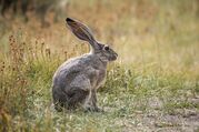 hare-5635487.jpg