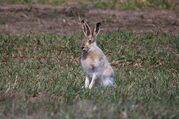 jackrabbit-2222984.jpg