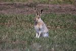 jackrabbit-2222984_1920.jpg