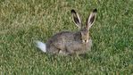 jackrabbit-4553364_1920.jpg