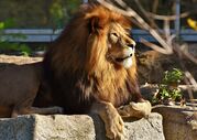 lion-2895641_1920.jpg