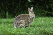 rabbit-5056644.jpg