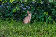 rabbit-5283044.jpg