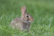 rabbit-5736117_1920.jpg