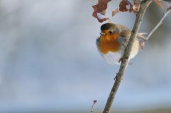 Filename=reference_robin_in_winter.jpg
Filesize=223KiB
Dimensions=1280x853
Date added=Mar 25, 2025 reference_robin_in_winter.jpg