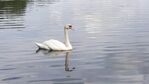 reflection-swan-facebook-Terry_Thompson-library_of_artists_reference.jpg