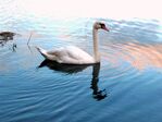 reflection_swan-facebook-cathy_sell-library_of_artists_reference.jpg