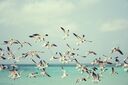 seagulls-815304.jpg