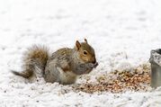 squirrel-6011723_1920.jpg