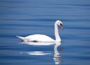 swan-173675.jpg